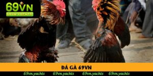 Đá Gà 69vn - Trải Nghiệm Cược Chọi Kê Đỉnh Cao Nhất