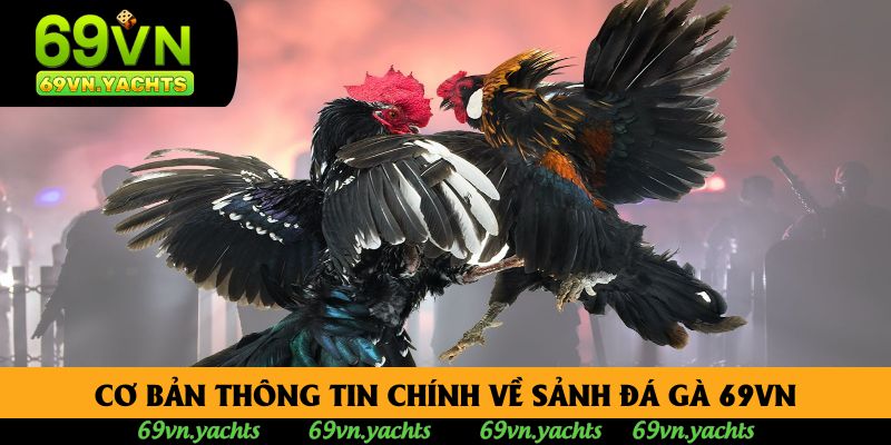Cơ bản thông tin chính về sảnh đá gà 69vn Cơ bản thông tin chính về sảnh đá gà 69vn
