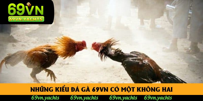 Những kiểu đá gà 69vn có một không hai Những kiểu đá gà 69vn có một không hai
